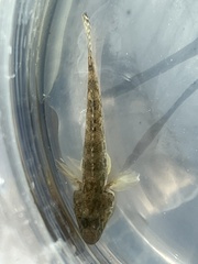 Acanthogobius flavimanus
