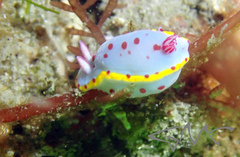 Hypselodoris bennetti