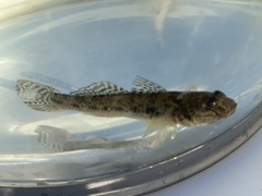 Acanthogobius flavimanus