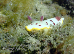 Goniobranchus splendidus