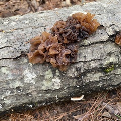 Phaeotremella foliacea