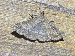 Renia discoloralis