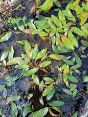 Potamogeton nodosus