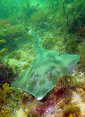 Aptychotrema rostrata