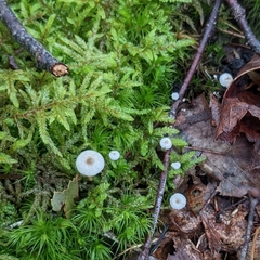 Collybia
