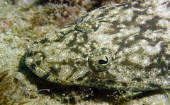 Platycephalus fuscus