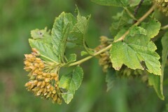 Physocarpus opulifolius