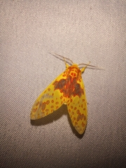 Phaegopterina