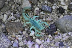 Paravaejovis spinigerus