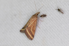 Microtheoris ophionalis