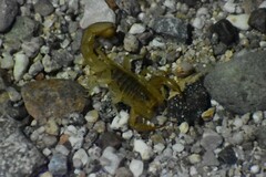 Paravaejovis spinigerus