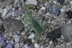 Paravaejovis spinigerus