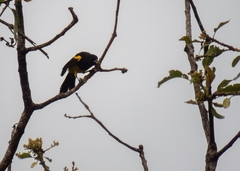 Icterus prosthemelas