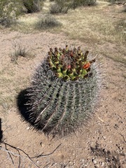 Ferocactus
