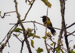 Icterus prosthemelas