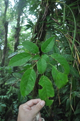 Araliaceae