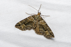 Crasilogia gressitti