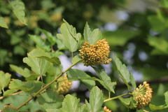 Physocarpus opulifolius