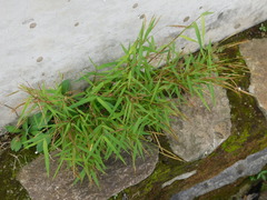 Pogonatherum crinitum