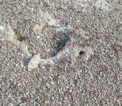 Pogonomyrmex barbatus