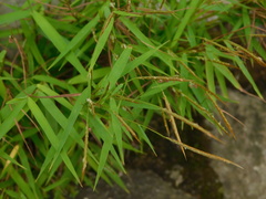 Pogonatherum crinitum