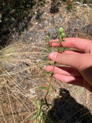 Collomia grandiflora