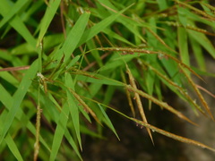 Pogonatherum crinitum
