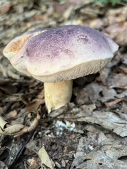 Tylopilus williamsii
