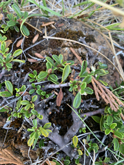 Ceanothus pumilus