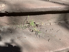 Muhlenbergia schreberi