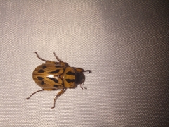 Cyclocephala