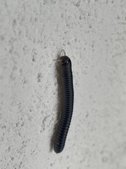 Anadenobolus monilicornis
