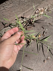 Muhlenbergia schreberi