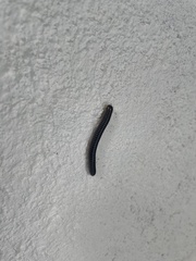Anadenobolus monilicornis