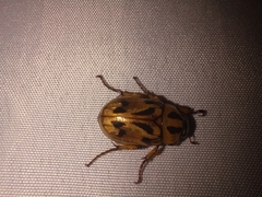 Cyclocephala
