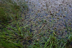 Potamogeton natans
