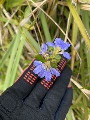 Scaevola calendulacea