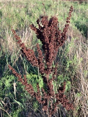 Rumex crispus