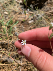 Silene douglasii