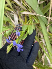 Scaevola calendulacea