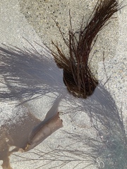 Gracilariopsis