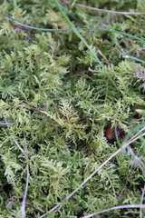 Thuidium