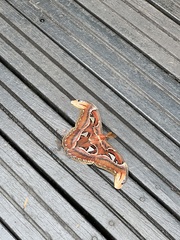 Attacus atlas