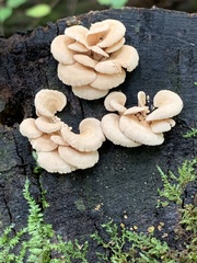 Panellus