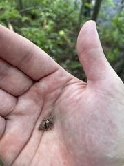 Coenobita compressus