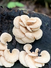 Panellus