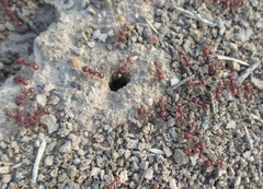 Pogonomyrmex barbatus