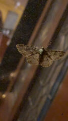 Iridopsis larvaria