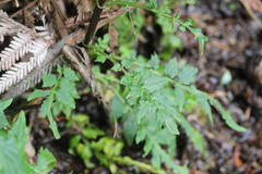 Valeriana polemonifolia