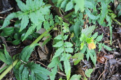 Valeriana polemonifolia